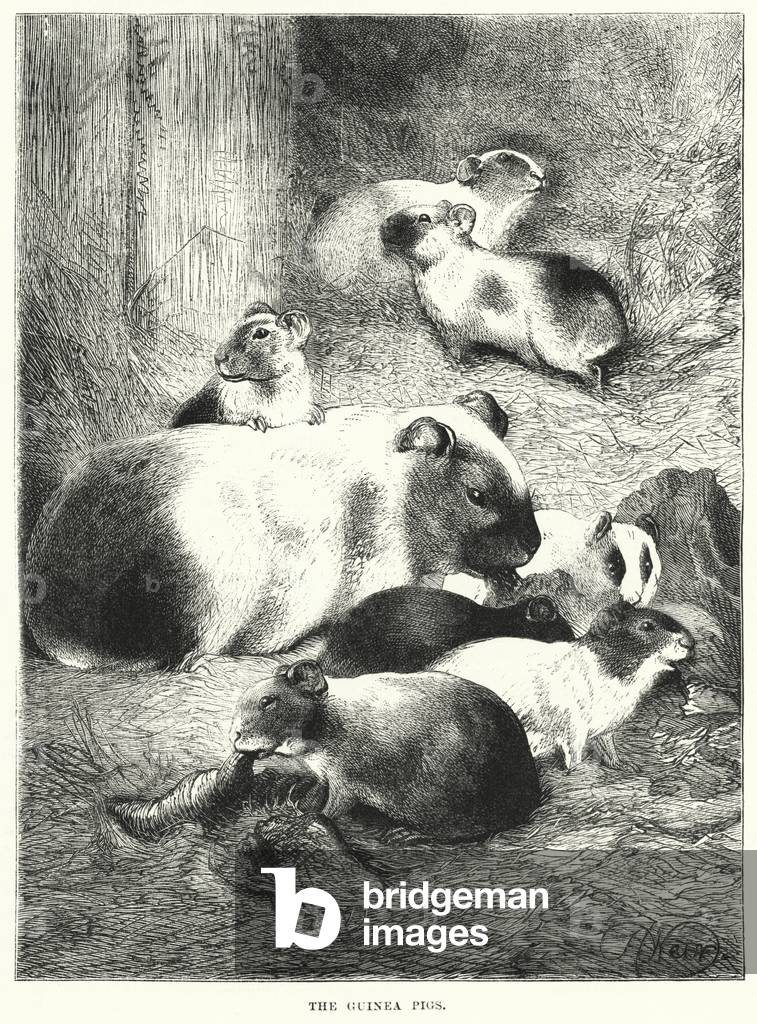 The Guinea Pigs (engraving)