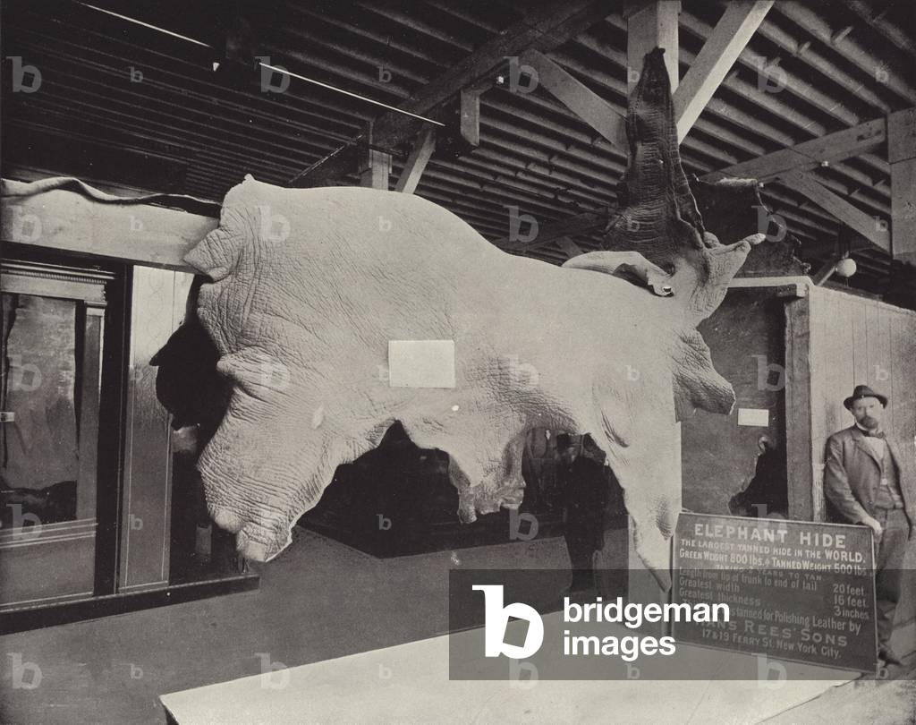 The Elephant Hide (b/w photo)