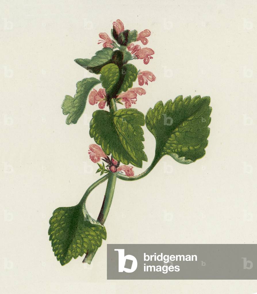 Red Dead Nettle, Lamium Purpureum (colour litho)
