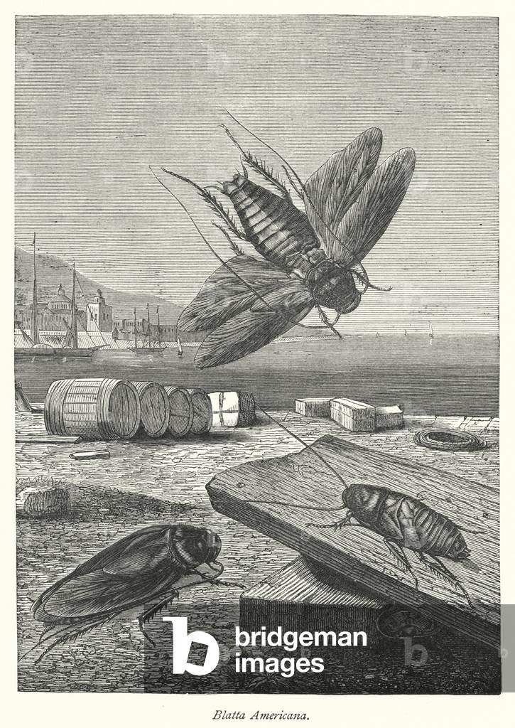 Blatta Americana (engraving)