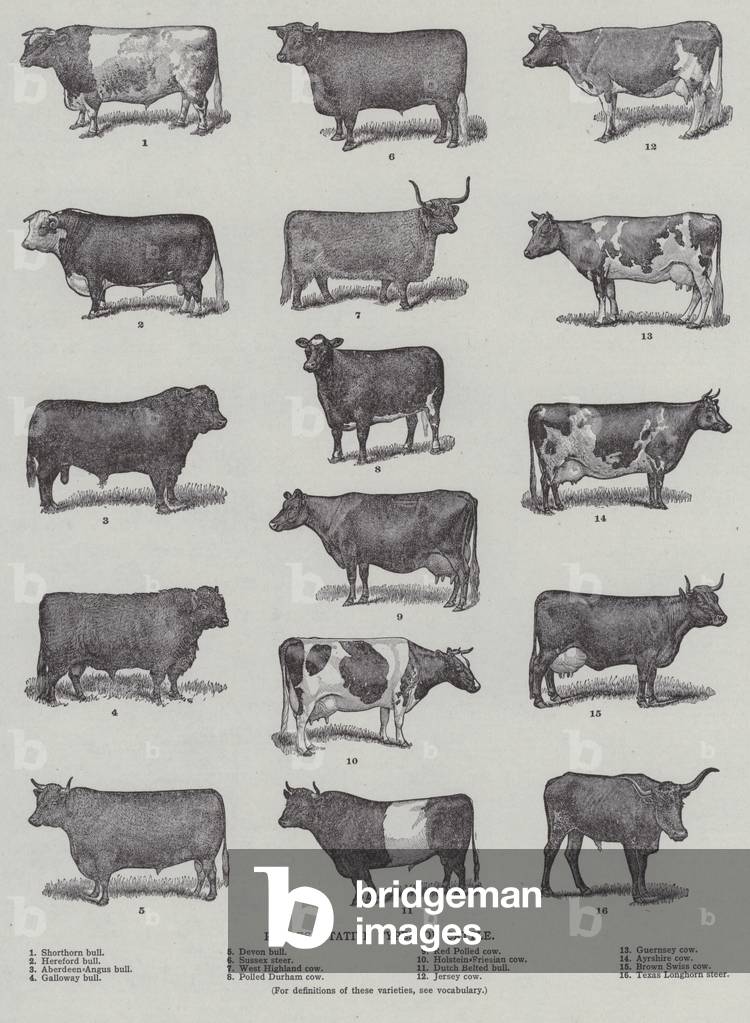 Representative Types of Cattle (engraving)