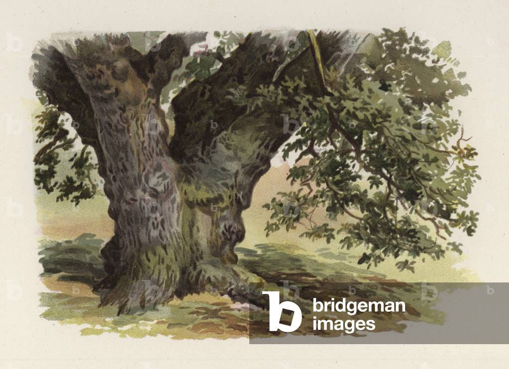 Trees: The Oak (colour litho)