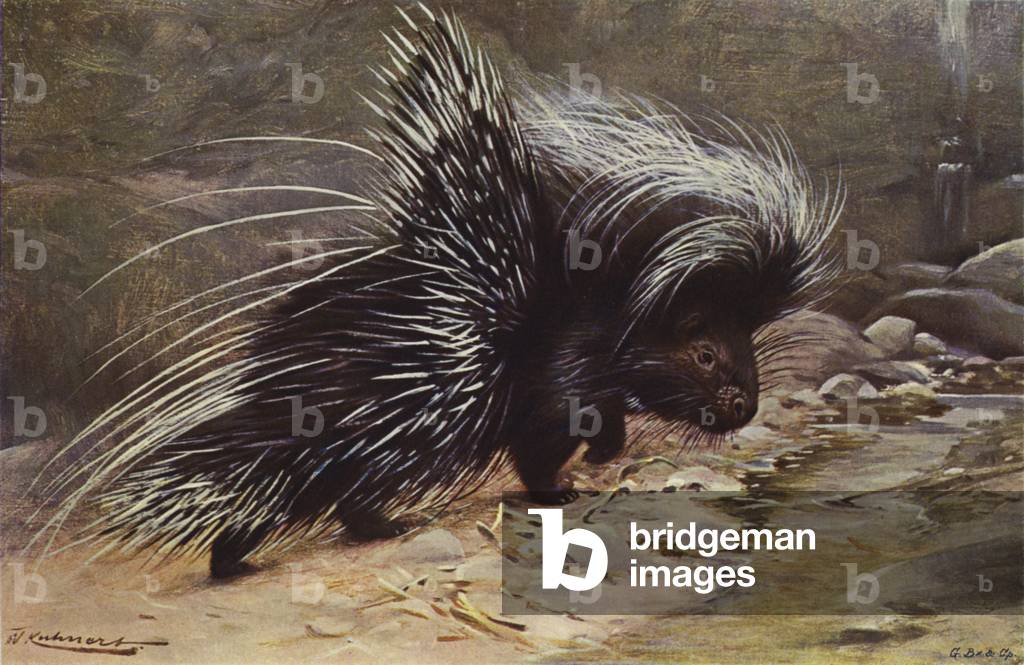 Crested Porcupine (colour litho)