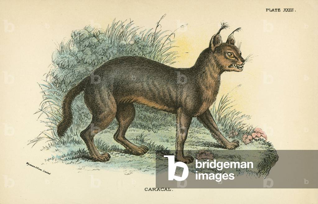 Caracal