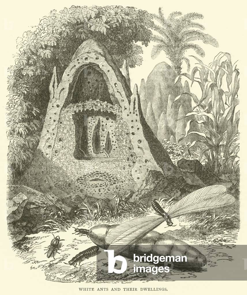 White Ants and their Dwellings (engraving)