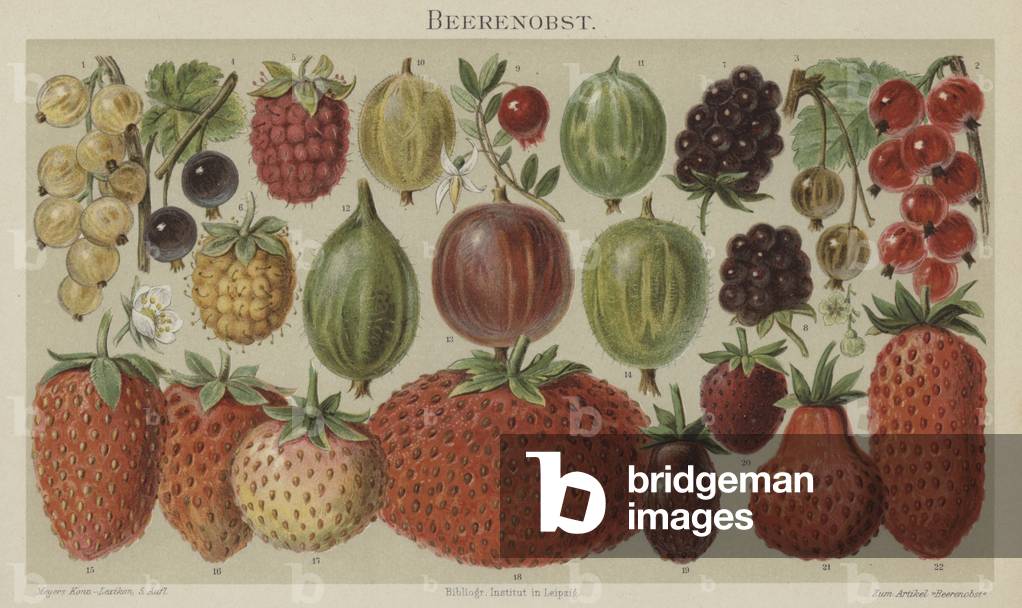 Soft fruit (colour litho)