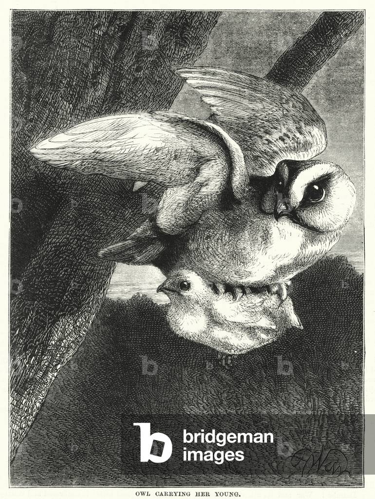 Owl carrying her young (engraving)