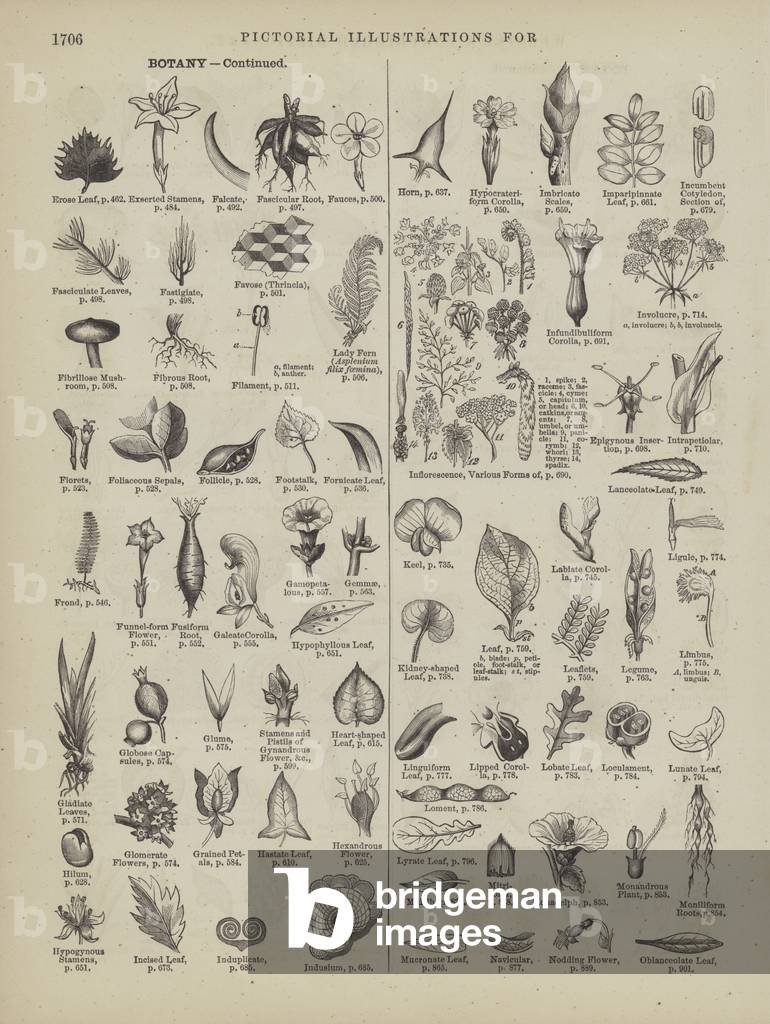 Page from Webster's Complete Dictionary (George Bell, 1877). (engraving)