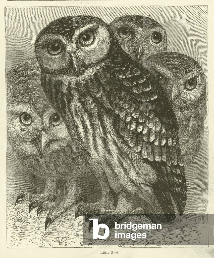 Little Owls (engraving)