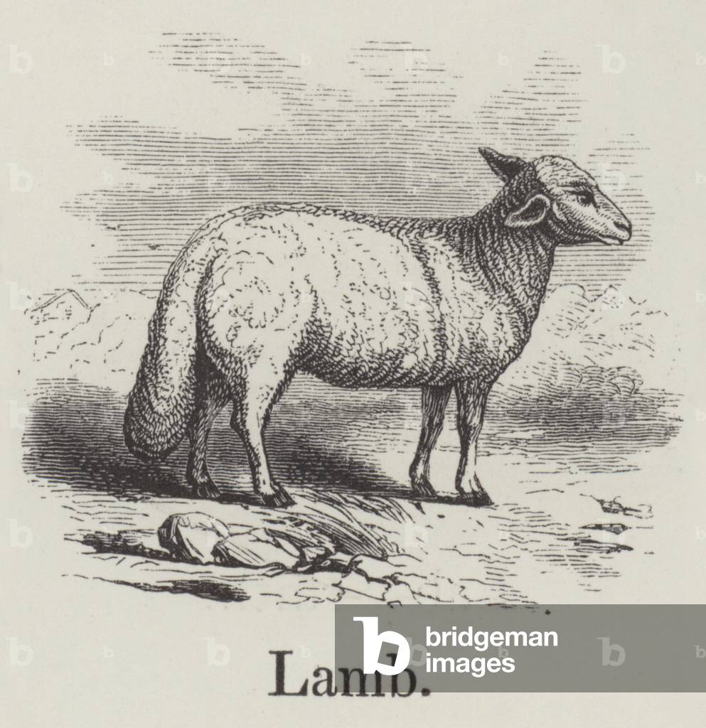 Lamb (engraving)