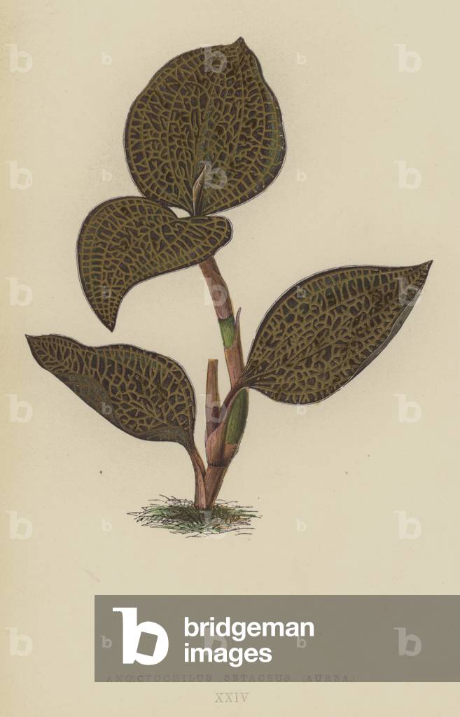 Anoectochilus Setaceus, Aurea (chromolitho)