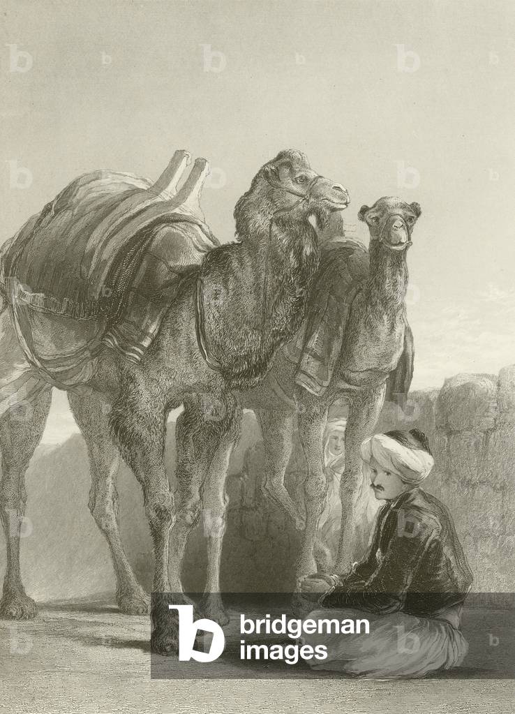 A group of Camels at Smyrna (engraving)