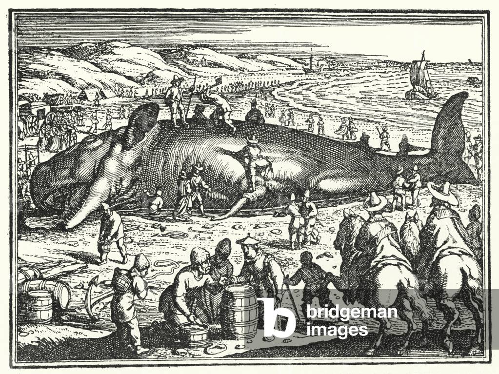 The whale of Antorf, 1603 (engraving)