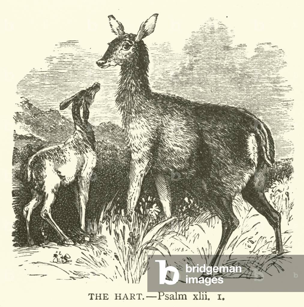 The Hart, Psalm, xlii, 1 (engraving)