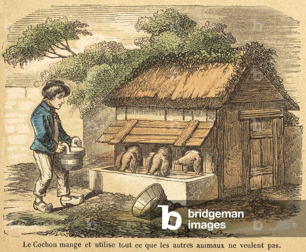 Pig (coloured engraving)