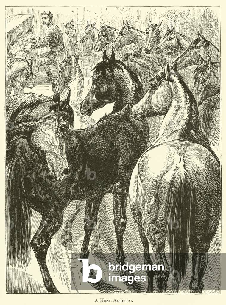 A Horse Audience (engraving)