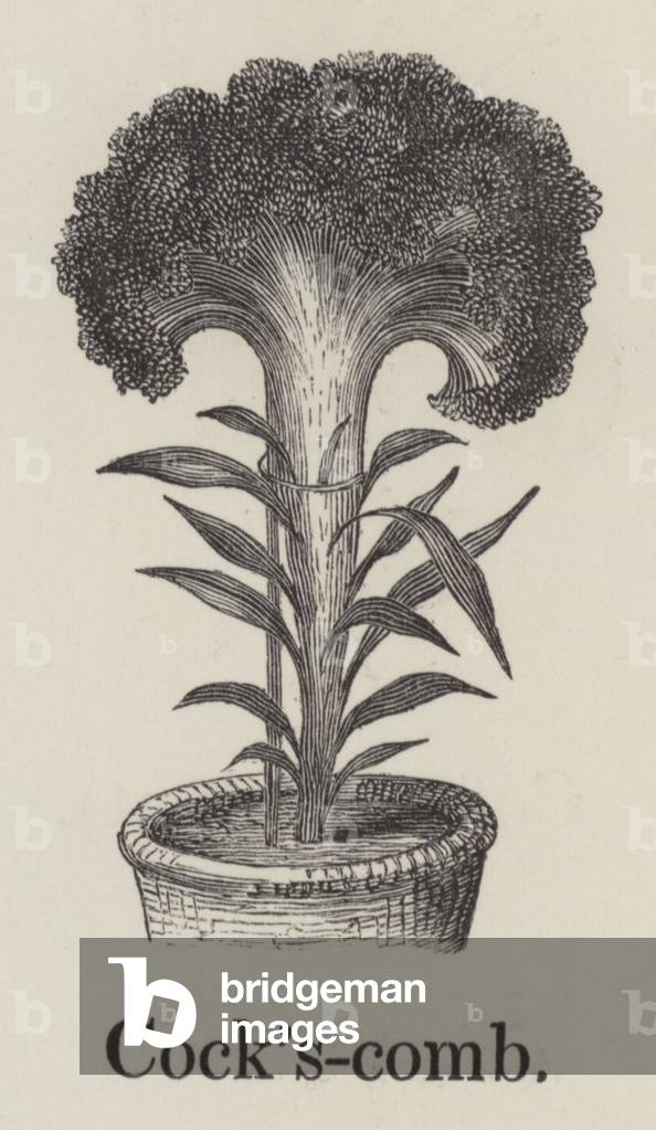 Cock's comb (engraving)