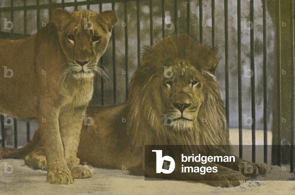 Cologne Zoo, Lions (photo)