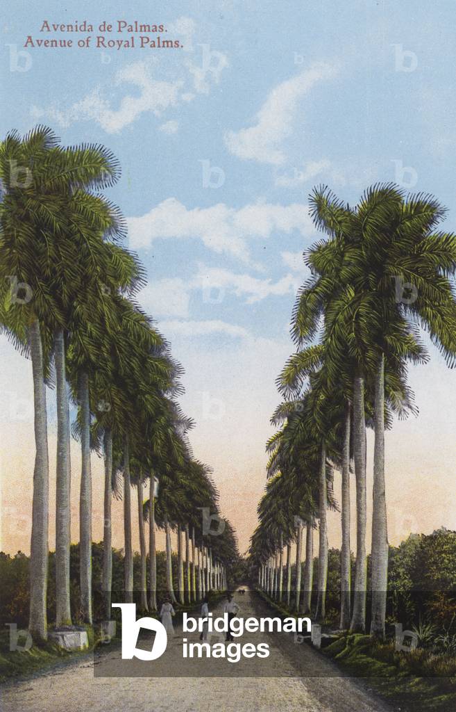 Havana, Cuba: Avenue of Royal Palms (photo)