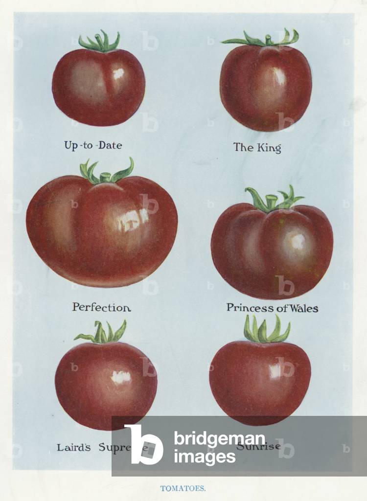 Vegetable Grower's Guide: Tomatoes (colour litho)