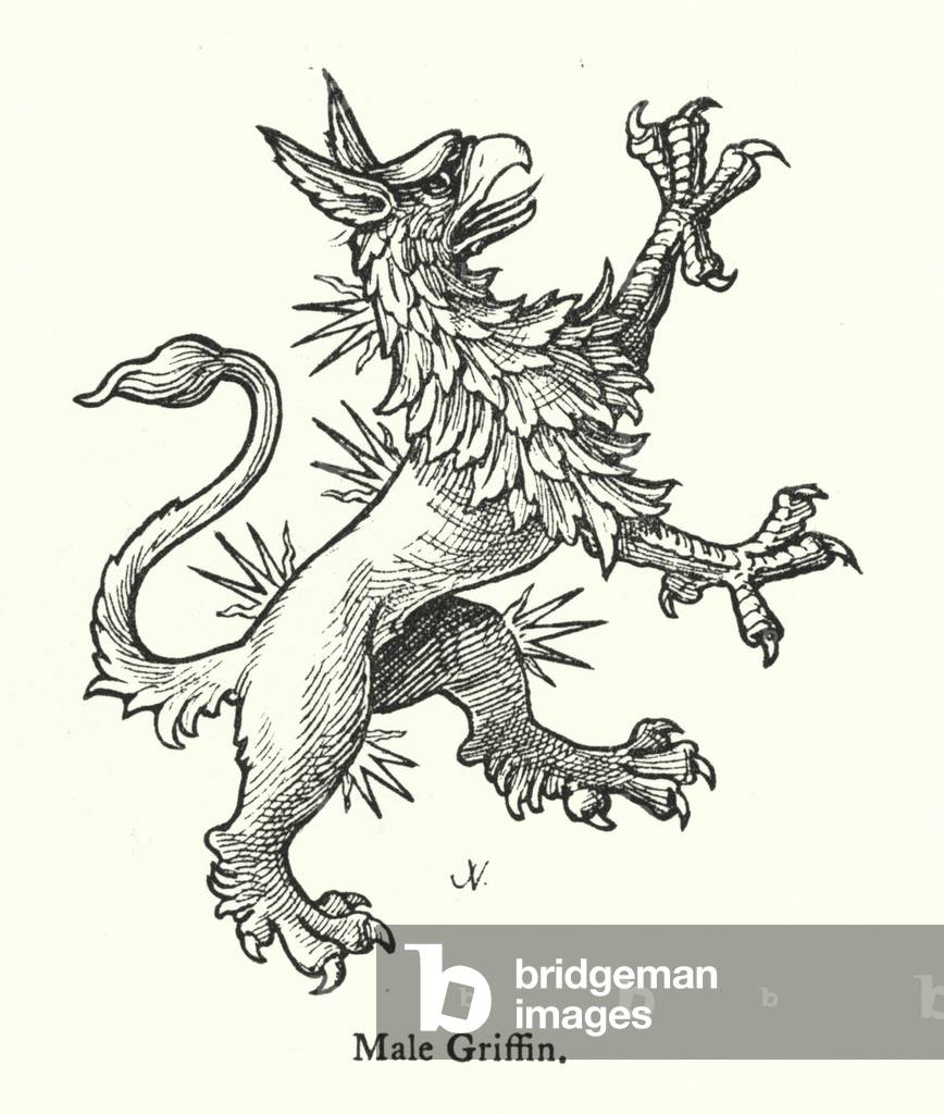 Male Griffin (engraving)