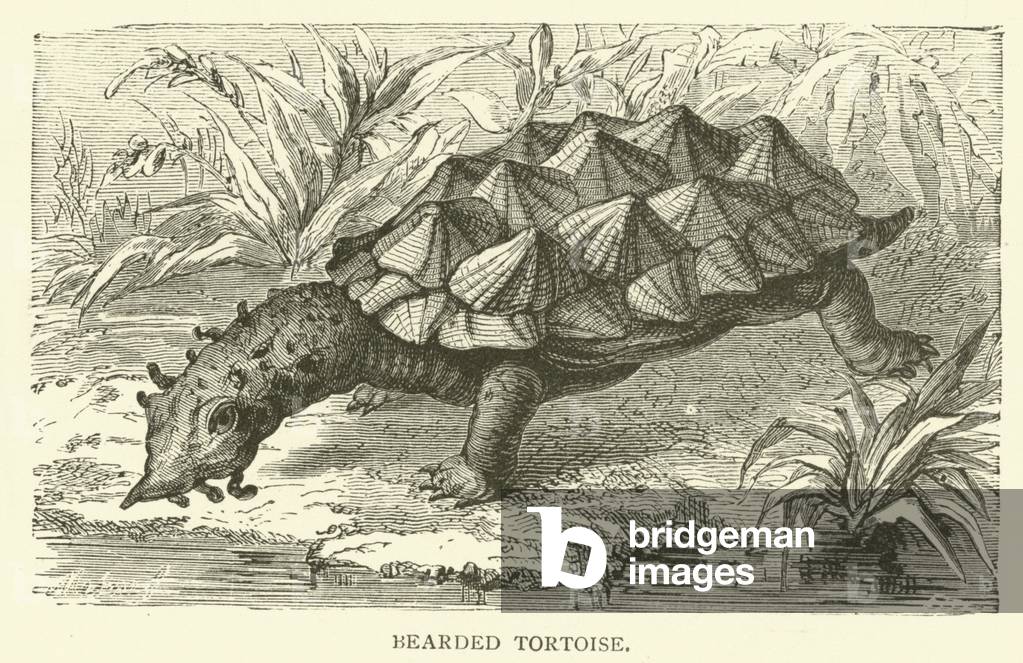 Bearded tortoise (engraving)