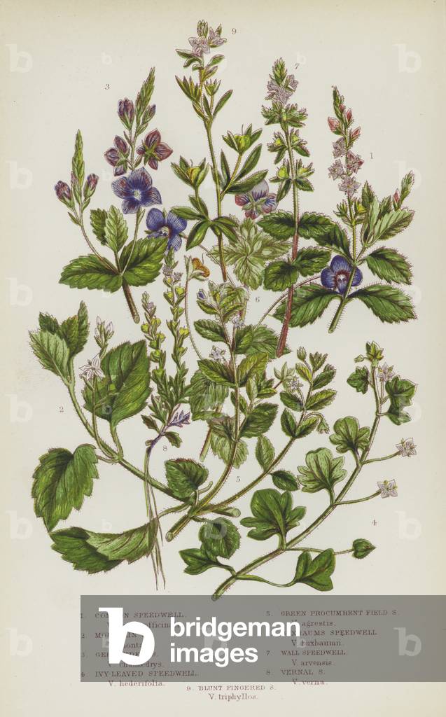 The Flowering Plants of Great Britain, c.1880 (litho)