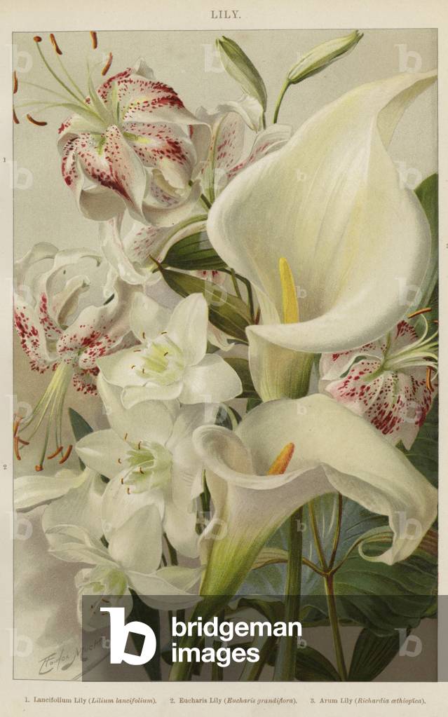 Lily (colour litho)