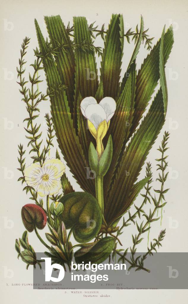 Flowering Plants of Great Britain: Long-Flowered Anacharis, Frog-Bit, Water-Soldier (colour litho)