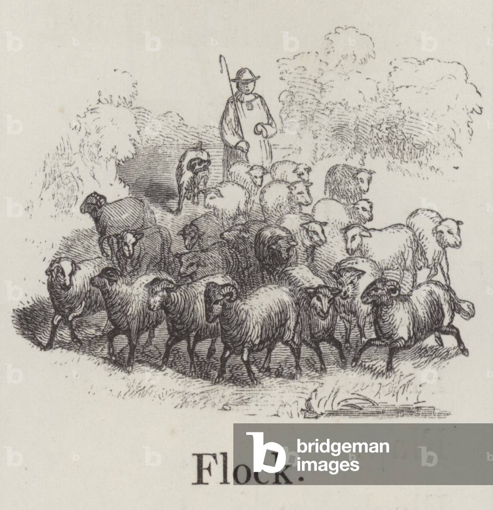 Flock (engraving)