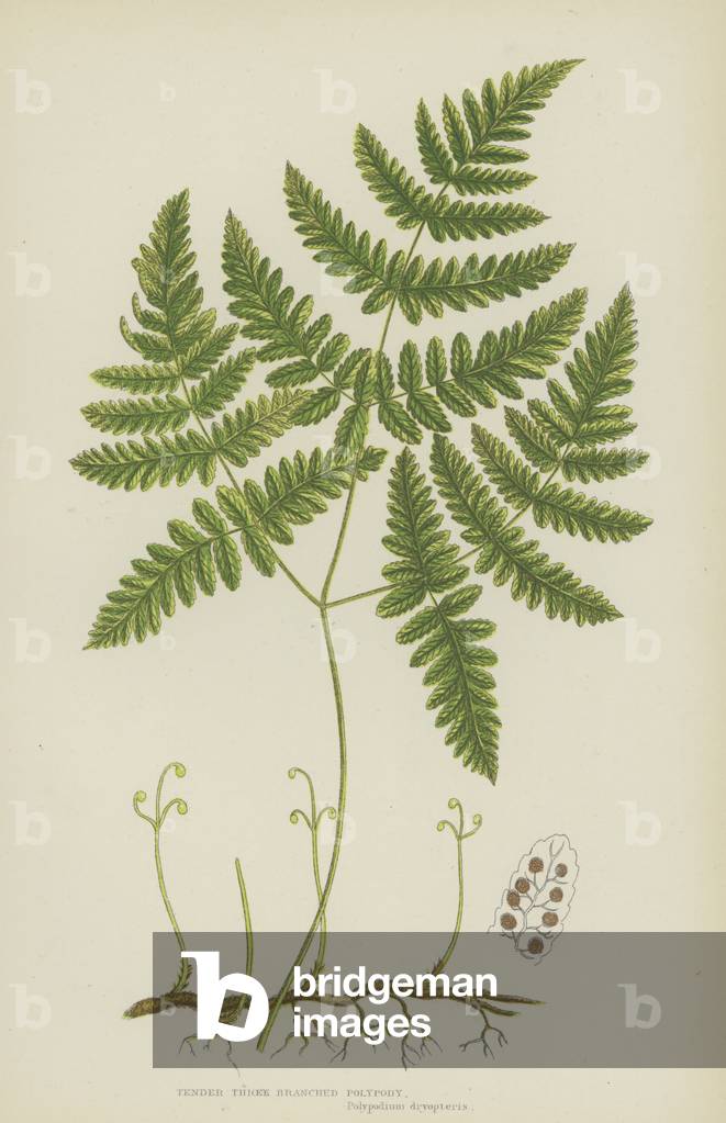 Tender Three Branched Polypody (colour litho)