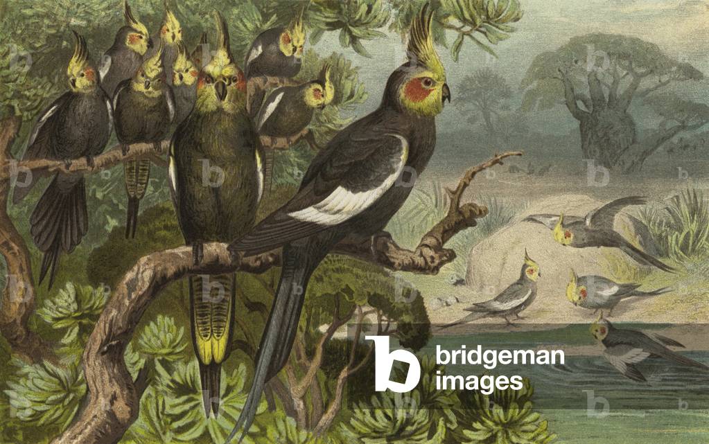 Keilschwanz-Kakadu, Corella (chromolitho)
