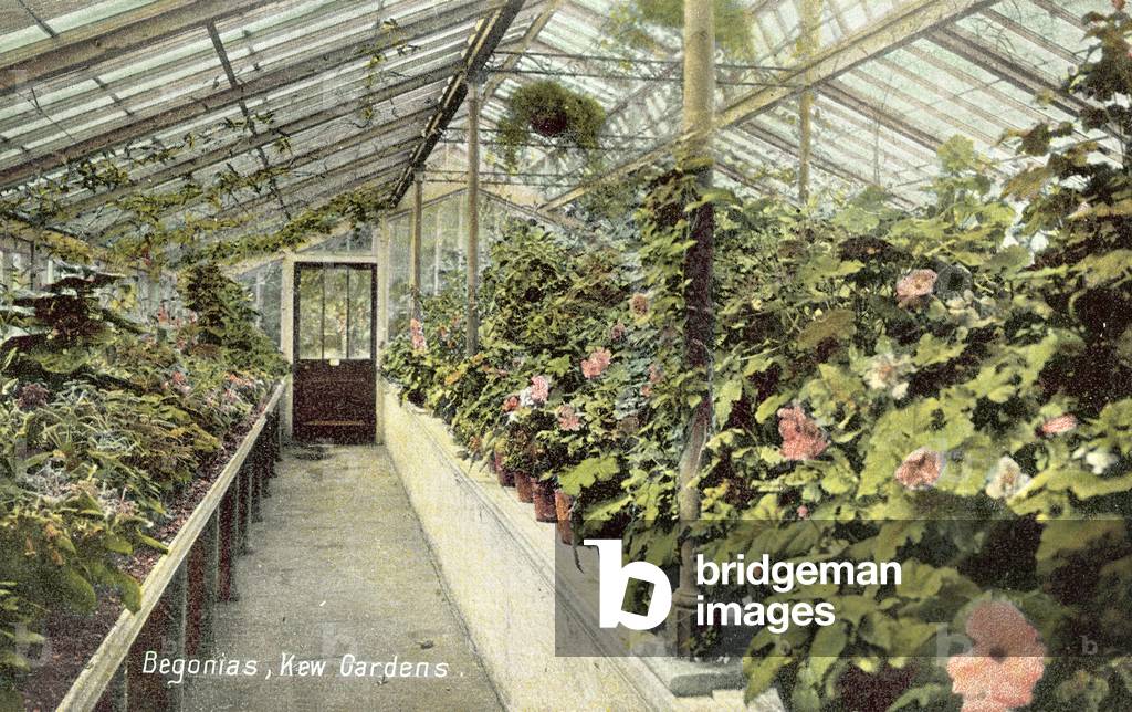Begonias, Kew Gardens, London (colour photo)