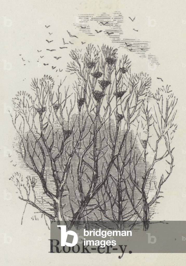 Rookery (engraving)