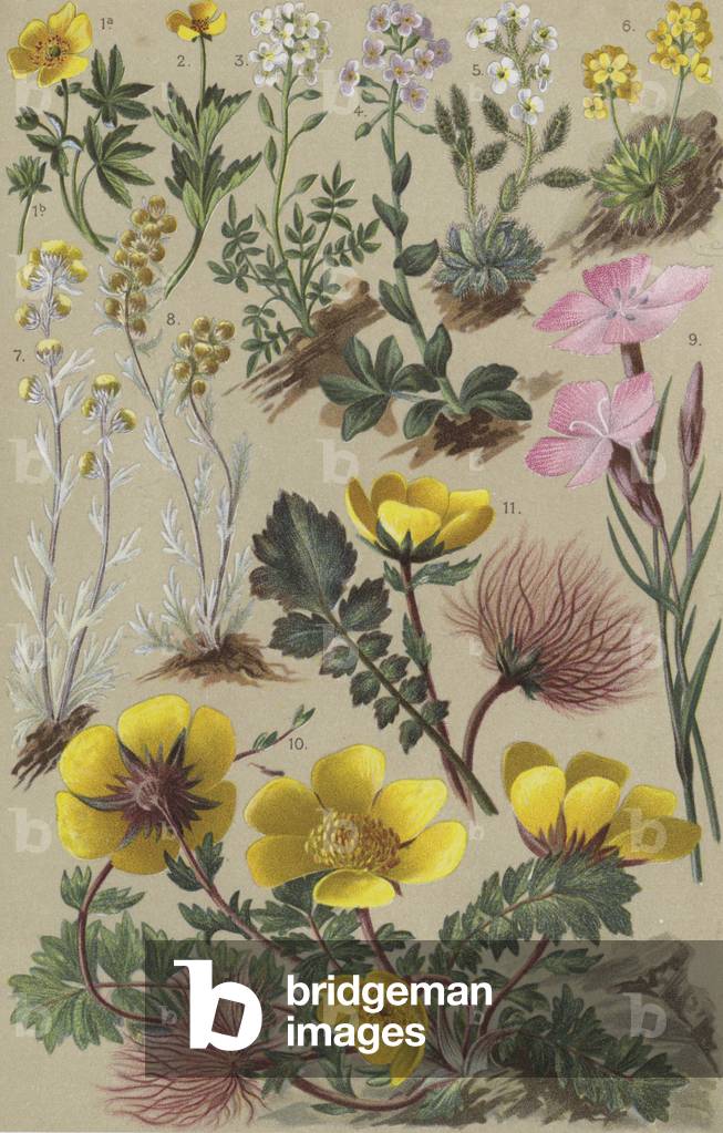 Alpine flora (chromolitho)