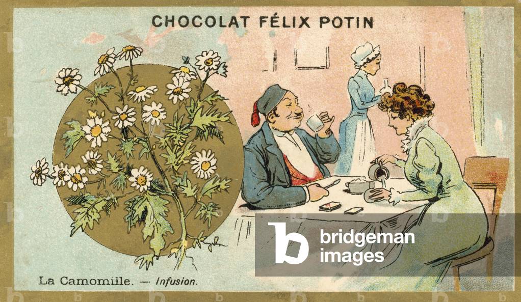 Camomile - tea (chromolitho)