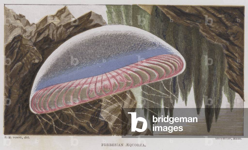 Forbesian Aequorea (colour litho)