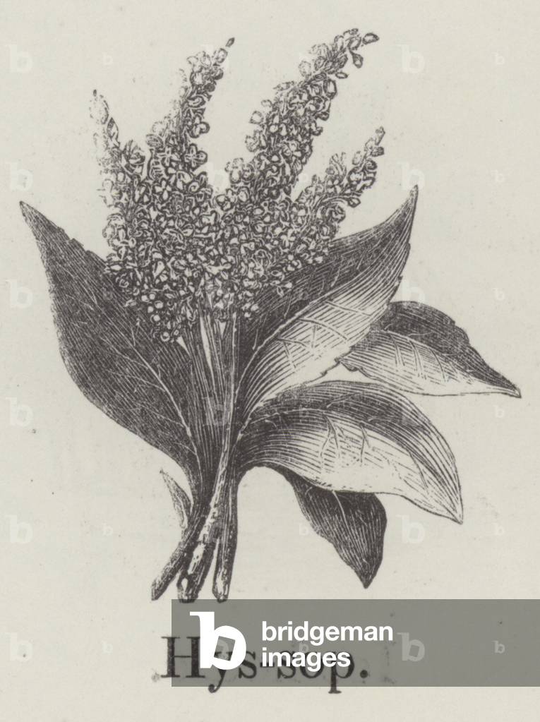 Hyssop (engraving)