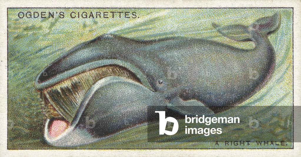 Whaling, A Right Whale (chromolitho)