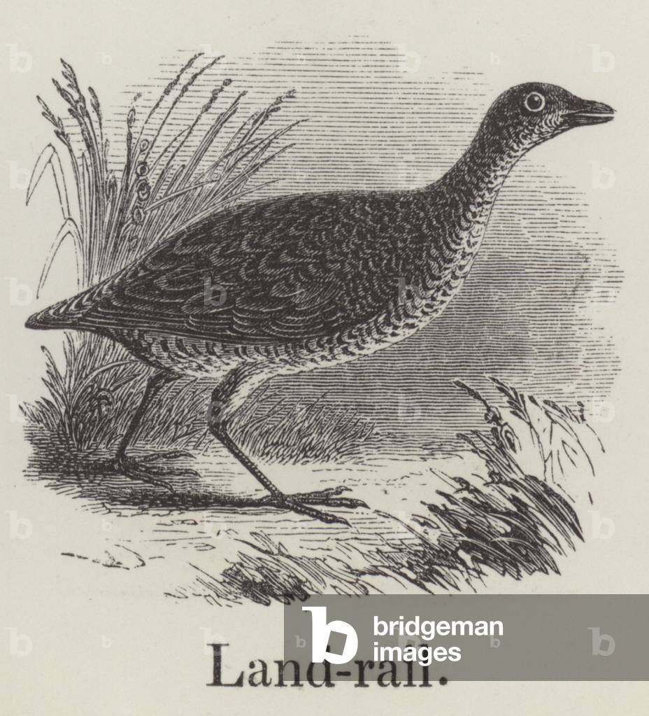 Landrail (engraving)