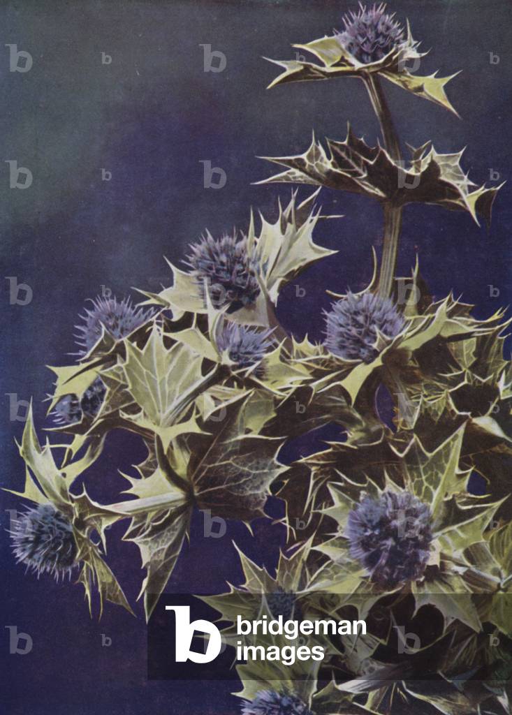 Sea Holly (photo)