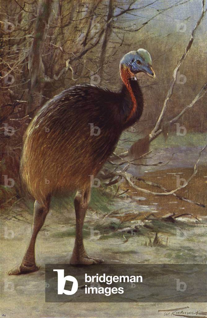 Single-Wattled Cassowary (colour litho)