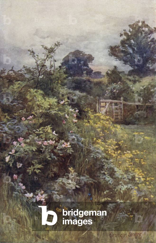 The Reign of the Rose (colour litho)