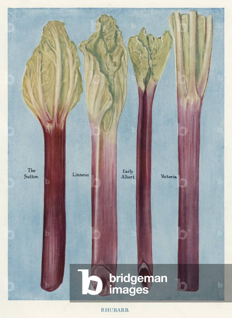 Vegetable Grower's Guide: Rhubarb (colour litho)