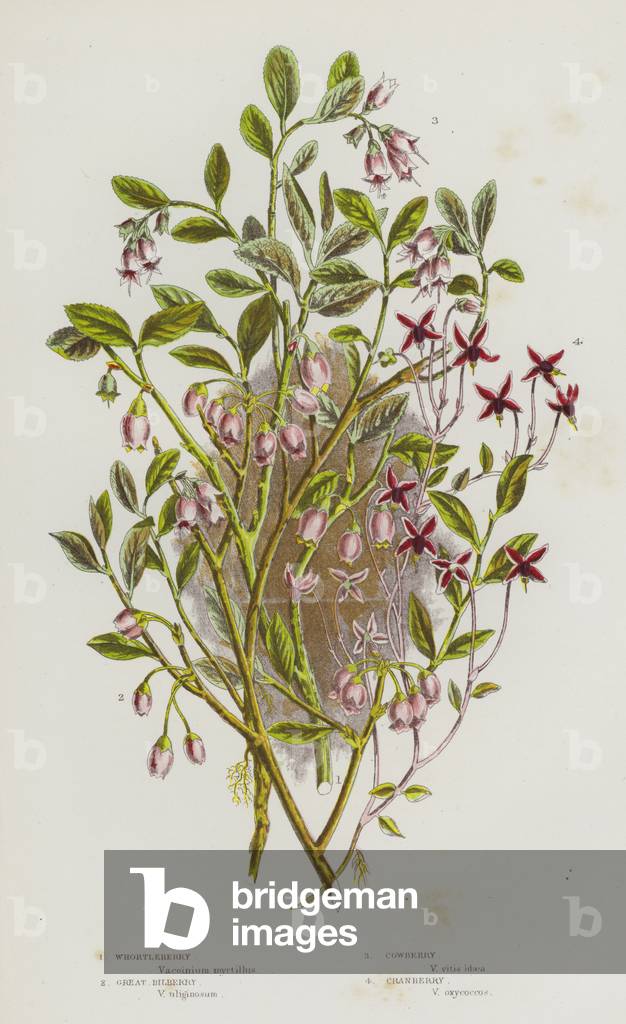 Flowering Plants of Great Britain: Whortleberry, Great Bilberry, Cowberry, Cranberry (colour litho)