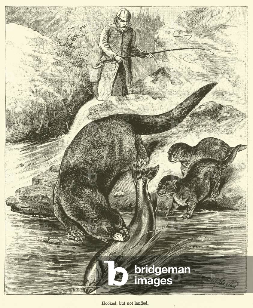 Hooked, but not landed (engraving)