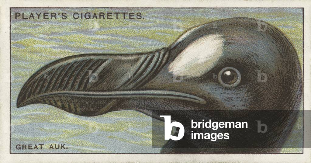 Curious beaks, The Great Auk, Alca impennis (chromolitho)