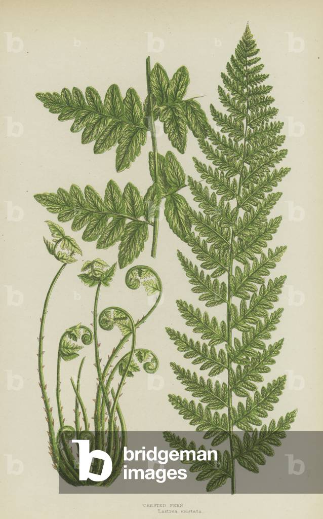 Crested Fern (colour litho)