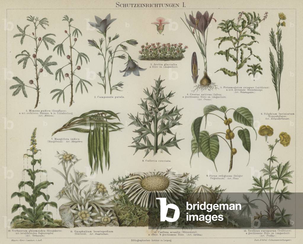 Self-protecting responses in plants (colour litho)