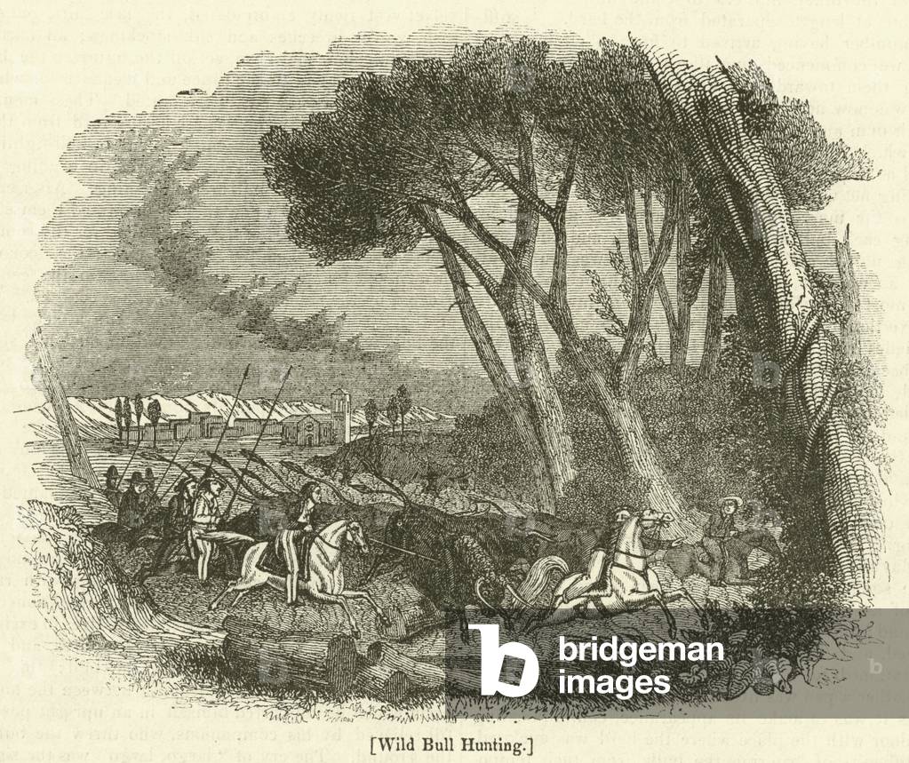 Wild Bull Hunting (engraving)